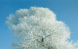 电话自动追呼系统